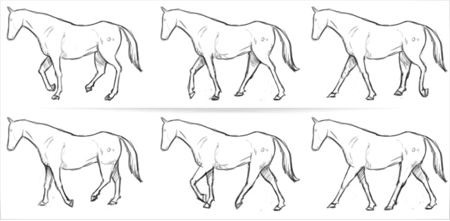 ciclo trotto cavallo