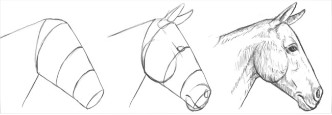 disegnare testa del cavallo