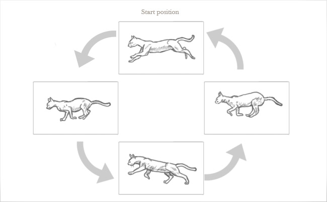 ciclo di animazione gatto